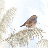 Wenskaart blauwborst op rietstengel 2