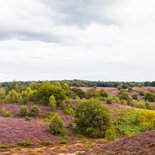 Wenskaart bloeiende heide 2