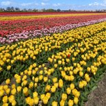 Wenskaart geel tulpenveld rode tulp 2