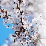 Wenskaart kersenbloesem veel liefs 2