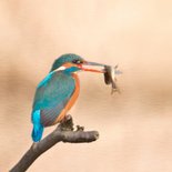 Wenskaart met ijsvogels 2