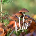 Wenskaart met natuurfoto van bruine paddenstoelen 2