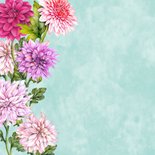 Wenskaart veel dahlia's 2
