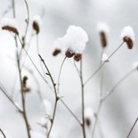 Winterse wenskaart met foto van planten in de sneeuw 2