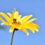 Zonnige beterschapskaart met foto van een zonnebloem 2