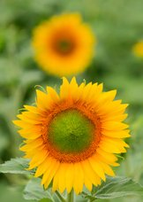 Bloeiende zonnebloemen