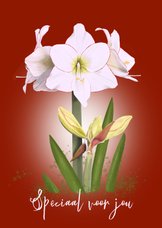 Bloemenkaart witte Amaryllis