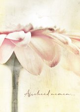 Condoleancekaart soft pastel flower