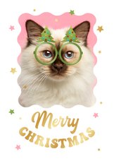 Kerstkaart humor foto kerstbomen bril sterren kat