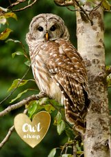 Liefde kaart uil Owl always love you - gouden hart