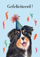 Verjaardagskaart Berner sennenhond met feest hoedje