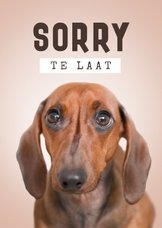 Verjaardagskaart te laat sorry hond humor