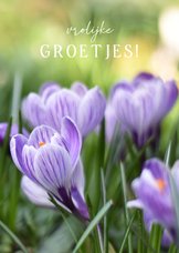 Vrolijke lente bloemenkaart met foto van paarse krokussen