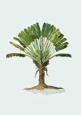 Wenskaart palmboom