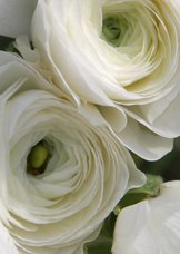 Witte bloemen av