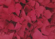 Bedankkaart rouw kind tiener hortensia bloemen bedankt Achterkant