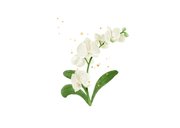 Beterschapskaart welkom thuis orchidee goud hartjes 2