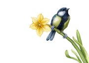 Felicitatie geel voorjaar narcis koolmees 2