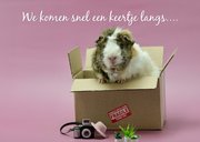 Felicitatiekaart cavia in verhuisdoos met mooie tekst 2