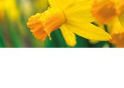 Felicitatiekaart verjaardag oma narcissen 2