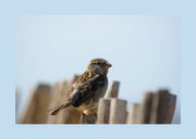 Fotokaart van een musje op een hek 2