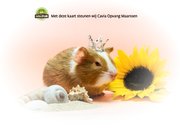 Geniet van je welverdiende vakantie! cavia kaart 2