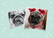 Grappige kerstkaart merry pugmas sterren en foto's op blauw 2