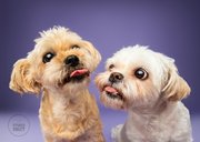 Grappige wenskaart met twee kussende boomer hondjes 2