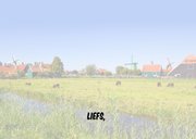 Jarig humor met geit 3
