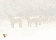 Kerstkaart met kudde paarden in winterlandschap 2