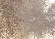 Kerstkaart winters landschap met bomen 2