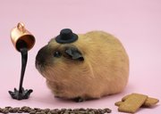 Kopje koffie cavia wenskaart 2