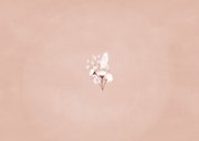 Lief geboorte bedankkaartje droogbloemen en foto's Achterkant