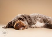 Lieve beterschapskaart liggend hondje met zielig kopje 2