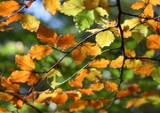 Moderne verjaardagskaart met een foto van herfst bladeren 2