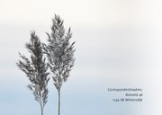 Rouwkaart foto riethalmen en neutrale achtergrond 2