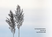 Rouwkaart foto riethalmen en neutrale achtergrond 2