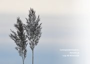 Rouwkaart foto riethalmen en neutrale achtergrond 2