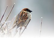 Sterkte kaart foto vogel 2