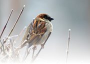 Sterkte kaart foto vogel 2