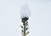 Sterkte kaart met natuurfoto van plantje in de sneeuw  2