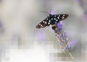 Sterkte kaart vlinder op lavendel mozaïek thinking of you 2