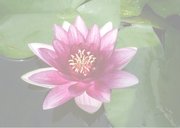 Sterkte roze waterlelie - lotus 2