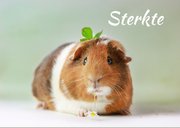 Sterktekaartje als het leven je laat struikelen cavia 2