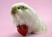 Valentijns kaart cavia met telefoon 2