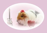 Valentijnskaart met cavia en muziek 2