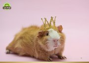 Verjaardagskaart cavia als 'Birthday Queen' 2