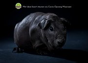 Verjaardagskaart met cavia en snoepgoed 2