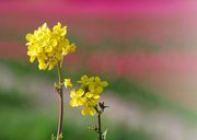 Wenskaart koolzaad in roze tulpenveld veel liefs 2