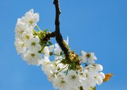 Wenskaart witte bloesem veel liefs 2